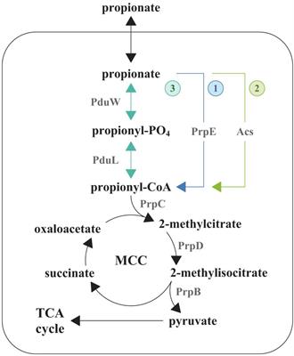 Propionate Induces Virulent Properties of Crohn’s Disease-Associated Escherichia coli